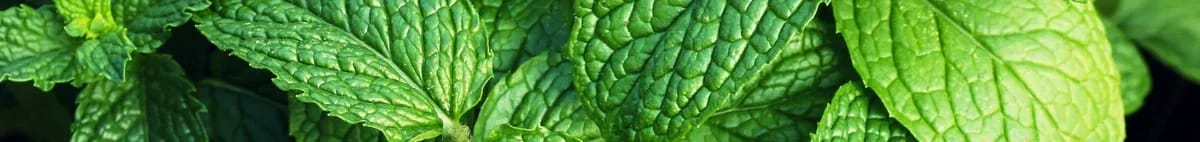 Mint Vapes