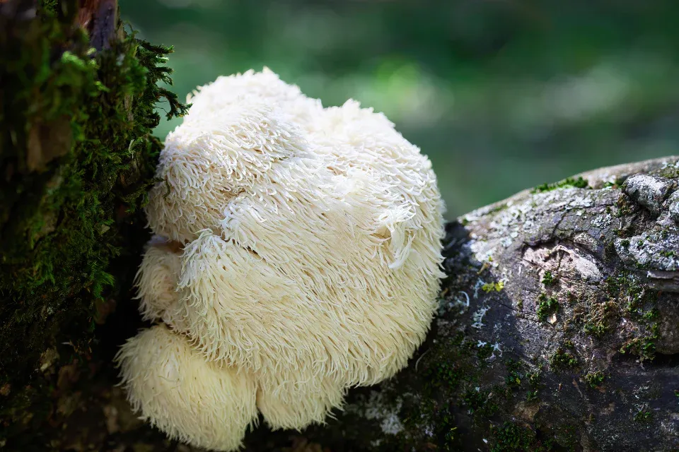 Lion's Mane mushroom (Hericium erinaceus)