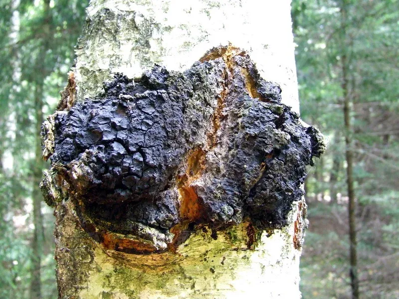 Chaga mushroom (Inonotus obliquus)