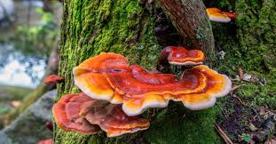 Reishi mushroom (Ganoderma lucidum)