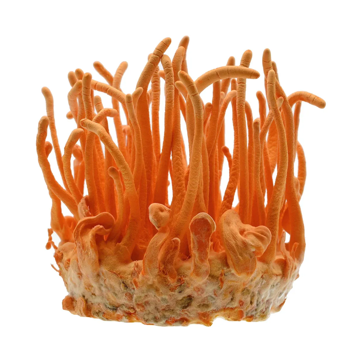 Cordyceps mushroom (Cordyceps militaris)