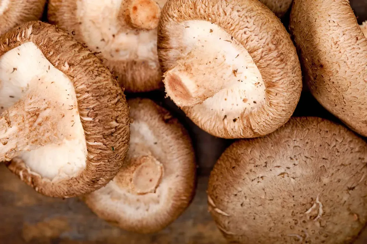 Shiitake mushroom (Lentinula edodes)