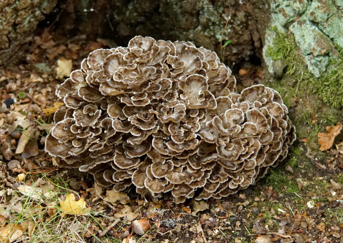 Maitake mushroom (Grifola frondosa)