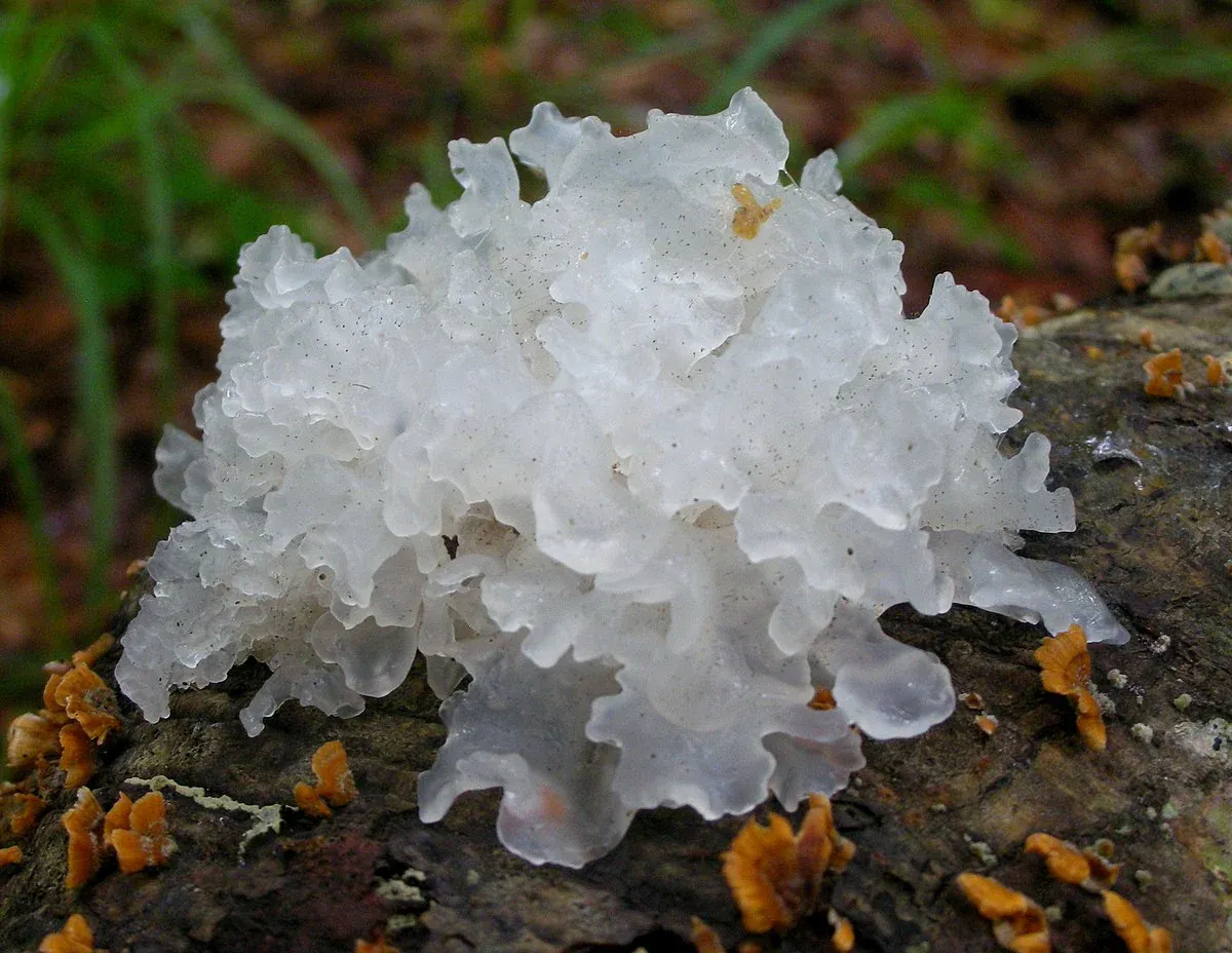 Tremella mushroom (Tremella fuciformis)